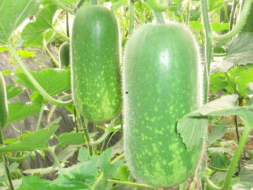 吃瓜网官网cgw,揭秘娱乐圈幕后故事，带你领略娱乐八卦新视角